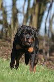 ROTTWEILER 614